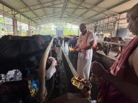 Go-Pujana at Kembre Farm Goshala (Pictures courtesy Shri Jnanesh Bhat Hattangadi)